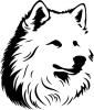 Samoyed Dog